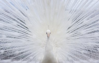 Blank peacock clipart