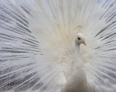 Albino tavuskuşu