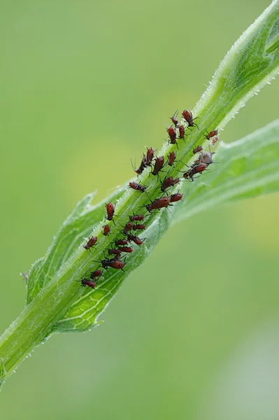 Bitki-lice, diyarbakır — Stok fotoğraf