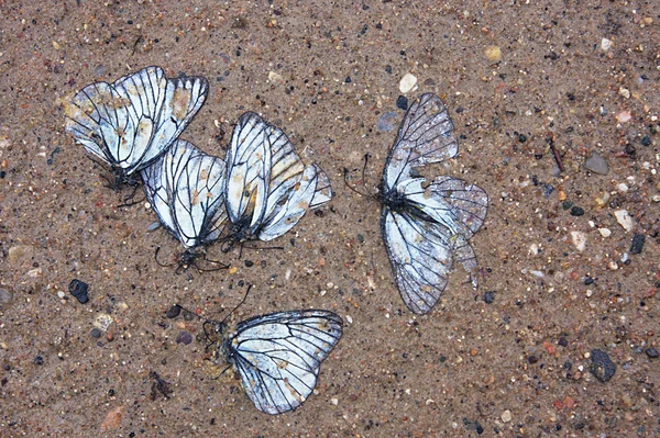 蝶の墓 — ストック写真