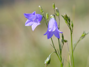 Bluebell çiçekler