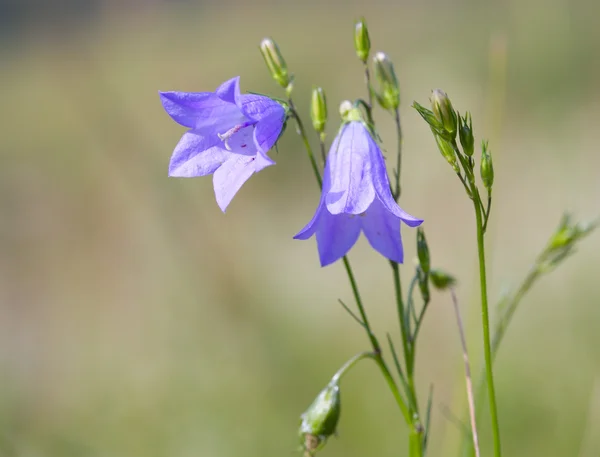 stock image Bluebell flowers