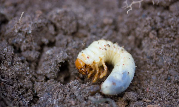 Larva жука травня Ліцензійні Стокові Фото