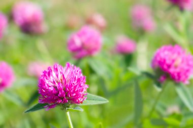 Red clover flowers clipart