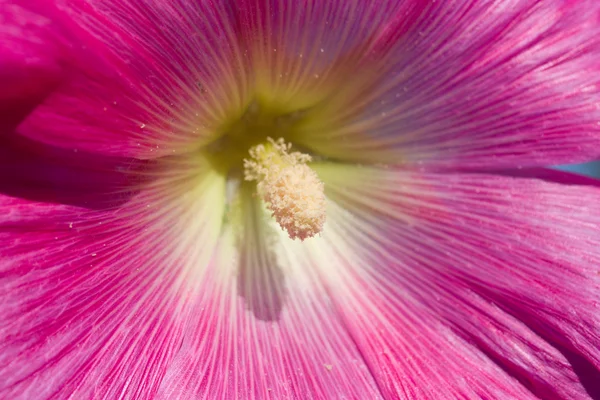 Stock image Pink hollyhock