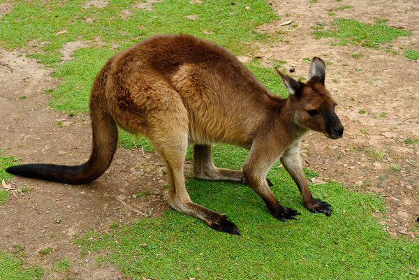 Standing kangaroo in a zoo