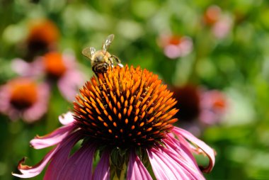 A honey Bee on Echinacea flower clipart