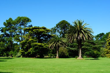 Avustralya yeşil park peyzaj