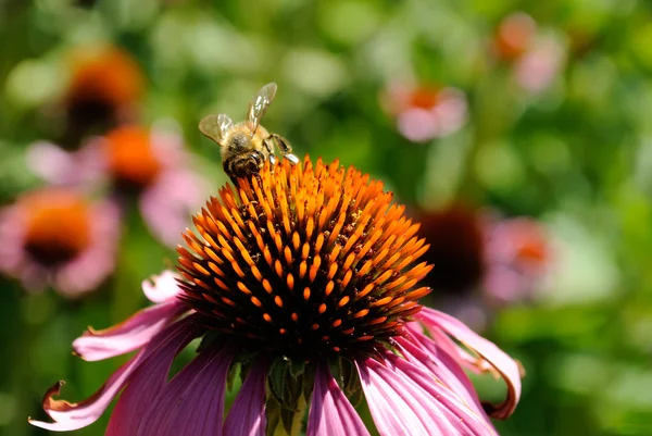 A mézelő méh Echinacea virág — Stock Fotó