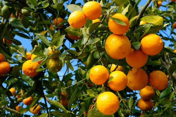Planta de mandarina llena de frutos de mandarina — Foto de Stock