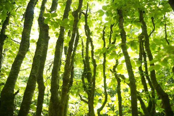 Skogen av bokträd — Stockfoto