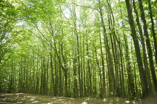 Skogen av bokträd — Stockfoto