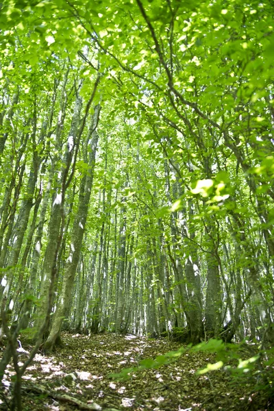 Forest of beech trees — Stock Photo, Image