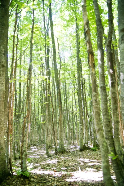 Forest of beech trees — Stock Photo, Image