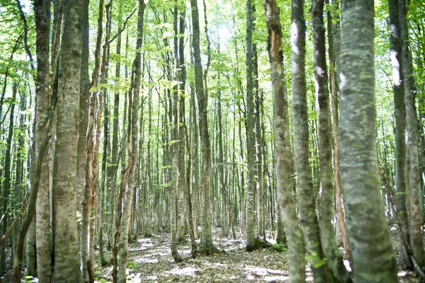 Orman kayın ağaçlarının — Stok fotoğraf