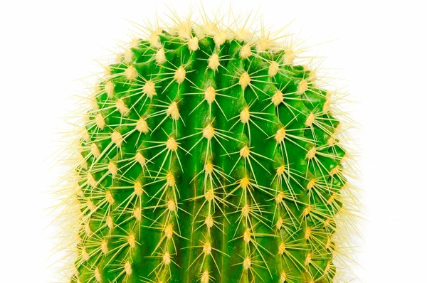 Zbliżenie złoty barrel cactus — Zdjęcie stockowe