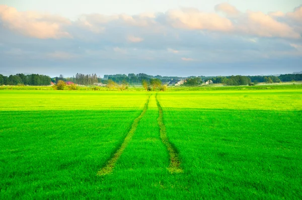 stock image Green field