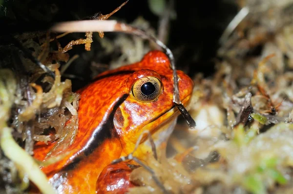 赤いカエル — ストック写真