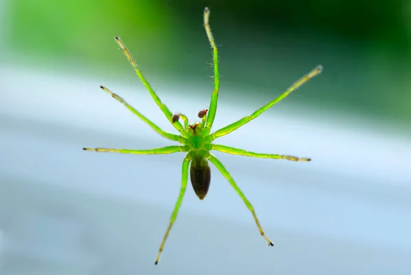 stock image Spider