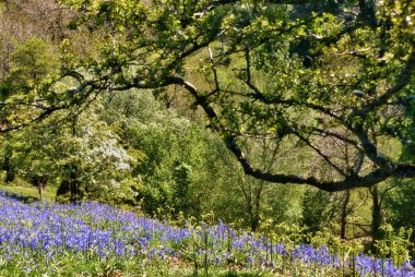 bluebells woodland içinde halı