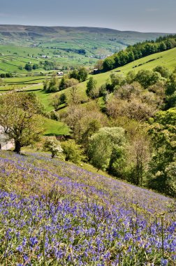 güneşli bir yamaca Bluebells