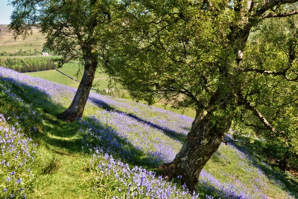 Stock image Bluebells carpeting a field in Yorkshire Dales