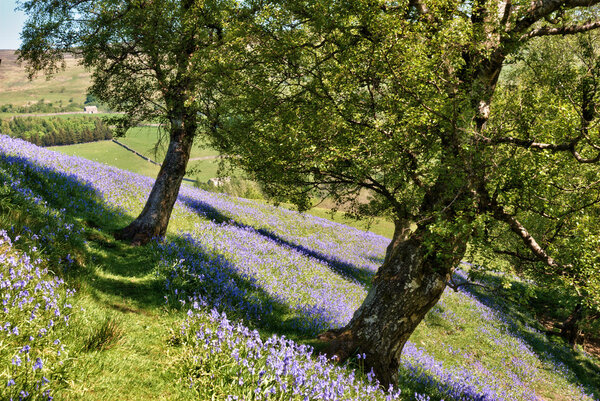 Bluebells carpeting a field in Yorkshire Dales