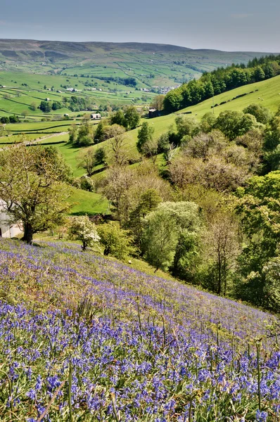 Bluebells on a sunny hillside — Stock Photo, Image
