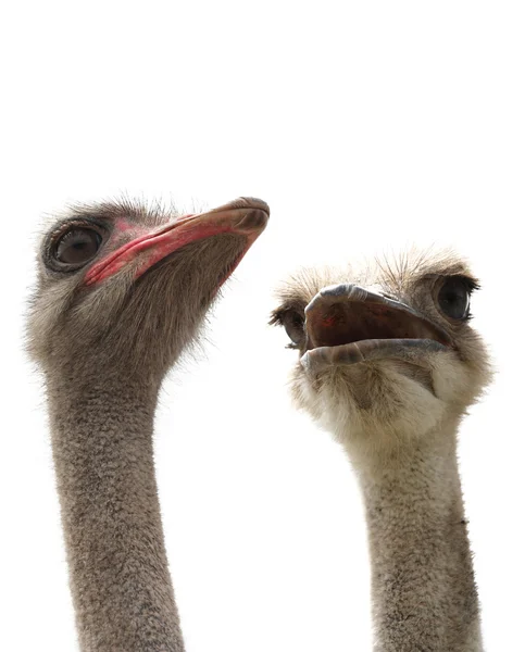 Duas avestruzes — Fotografia de Stock