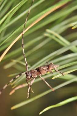 Acanthocinus aedilis