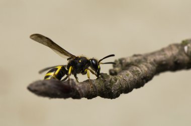 Wasp böcek