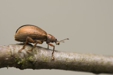 Phyllobius