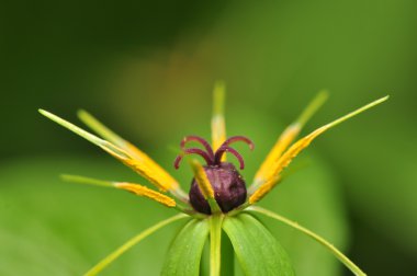 Paris quadrifolia çiçek