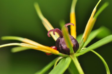 Paris quadrifolia çiçek