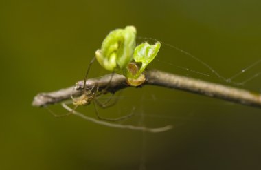 Tetragnathidae