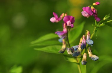 Lathyrus vernus clipart