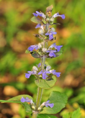 Ajuga sürüngenleri.