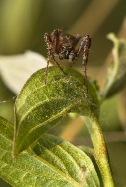 Larinioides patagiatus