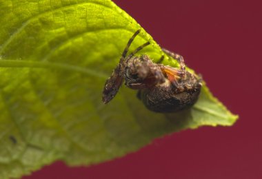 Larinioides patagiatus