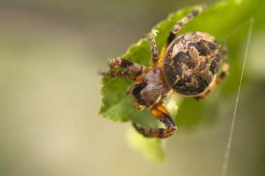 Larinioides patagiatus