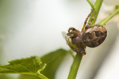 Larinioides patagiatus