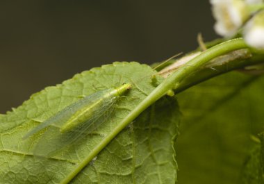 Chrysopidae