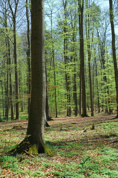 Las wiosenny — Zdjęcie stockowe