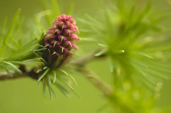 Larix квітка — стокове фото