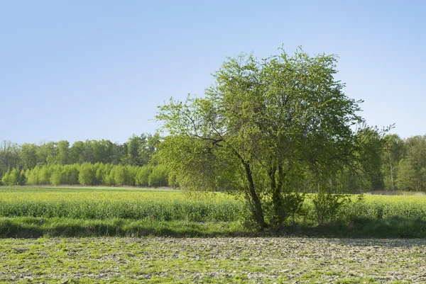 Дерево и поле — стоковое фото