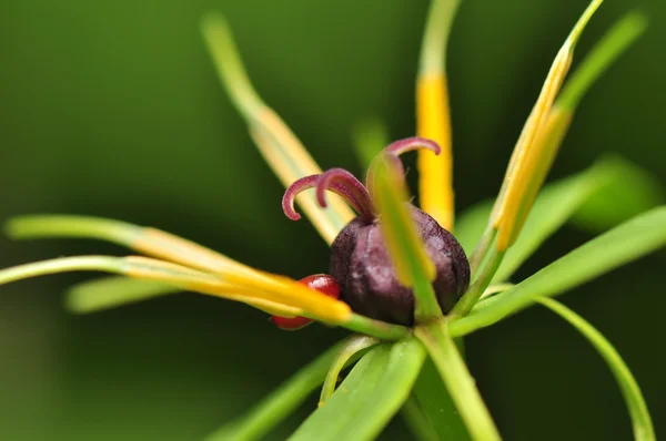파리 quadrifolia 꽃 — 스톡 사진