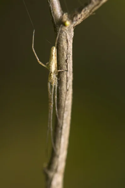 Tetragnathidae — Zdjęcie stockowe