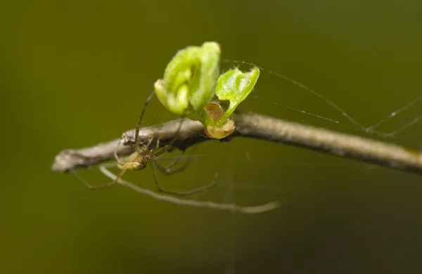 Tetragnathidae — Stok fotoğraf