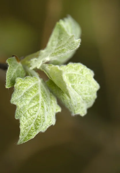 Aspen gałązka wiosna — Zdjęcie stockowe