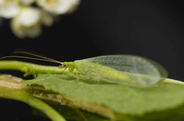 Chrysopidae — Stok fotoğraf